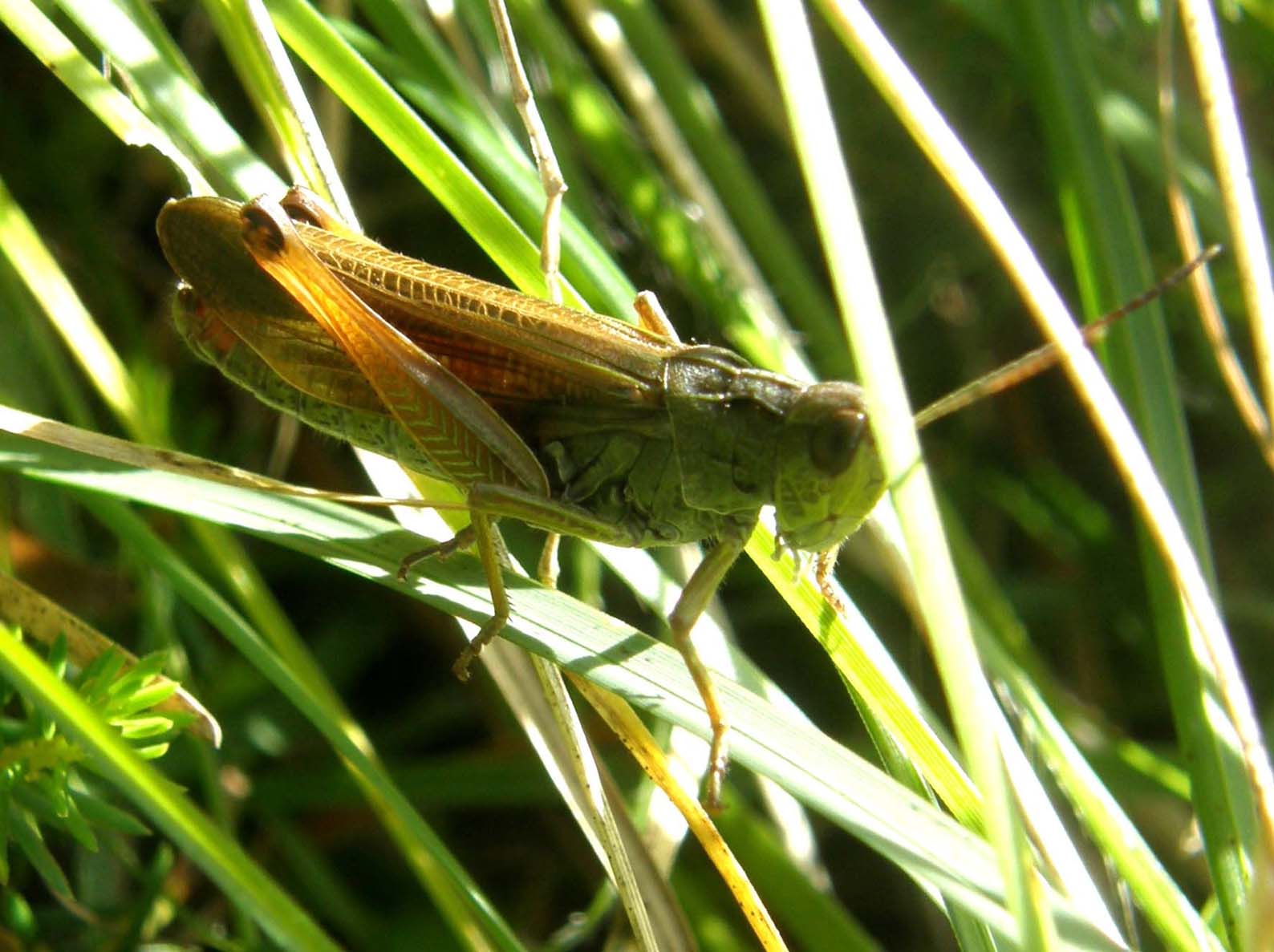 Altra cavalletta altoatesina: Stauroderus scalaris