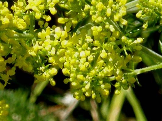 Galium verum e Medicago falcata