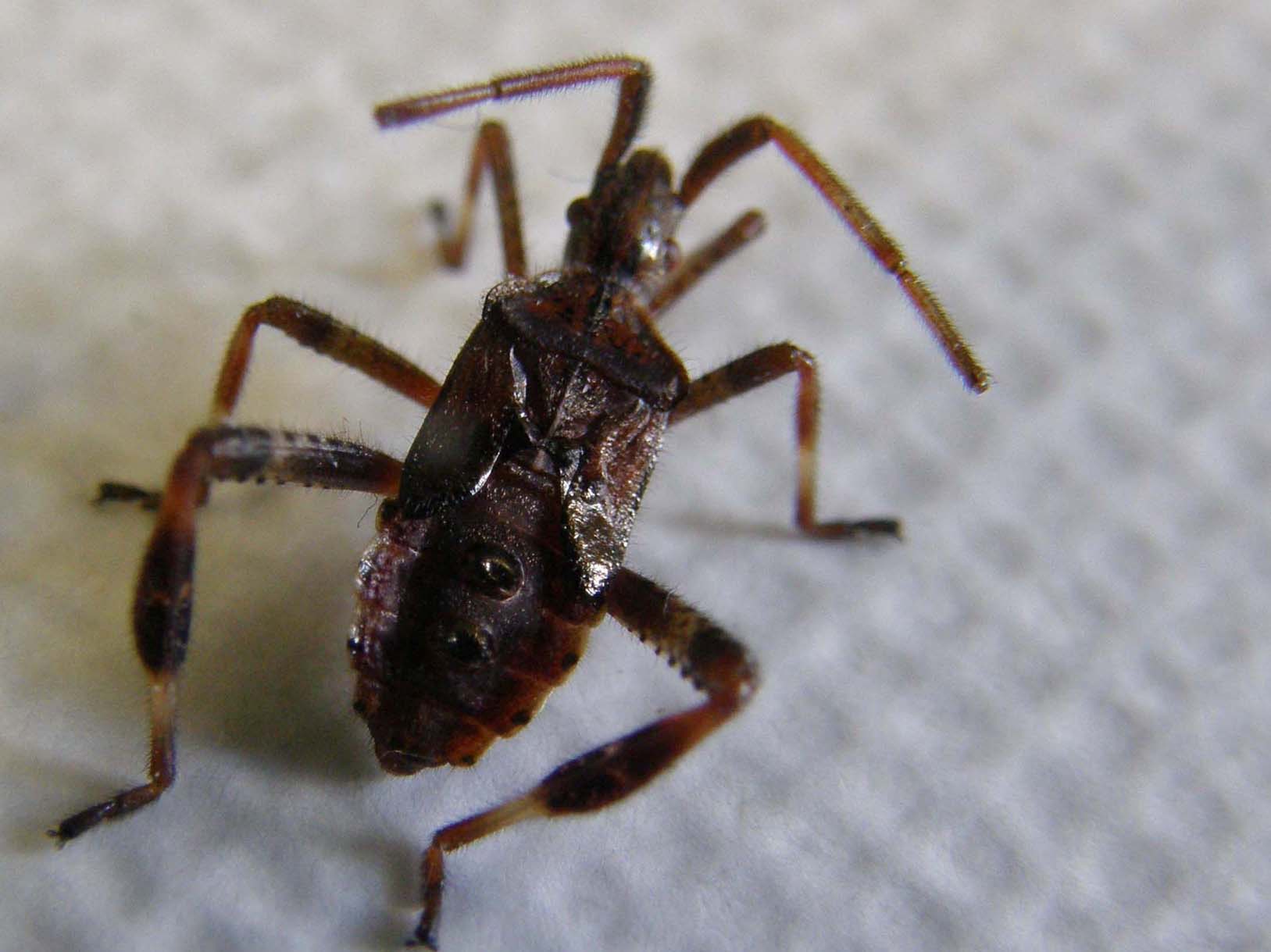 Ninfa di Leptoglossus occidentalis