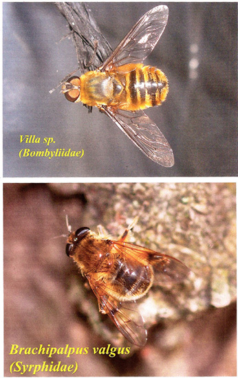 Bombyliidae - Villa sp.