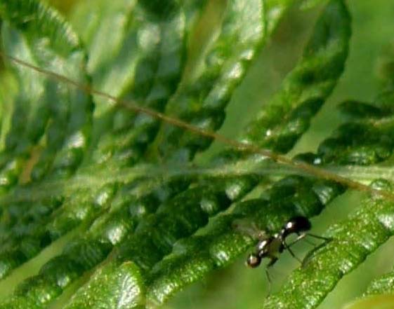 Cavalletta molto mimetica: ninfa di Tettigonia sp.