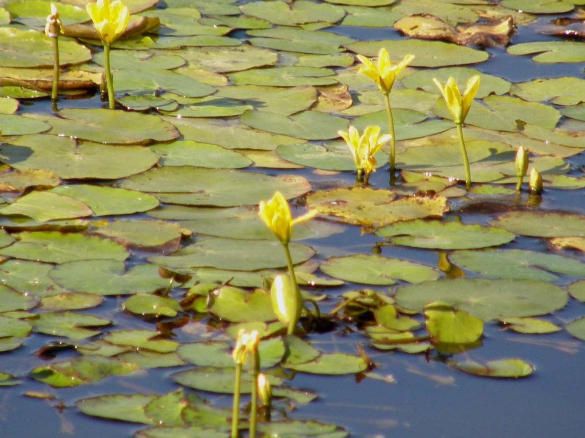 Nymphoides peltata / Limnantemio