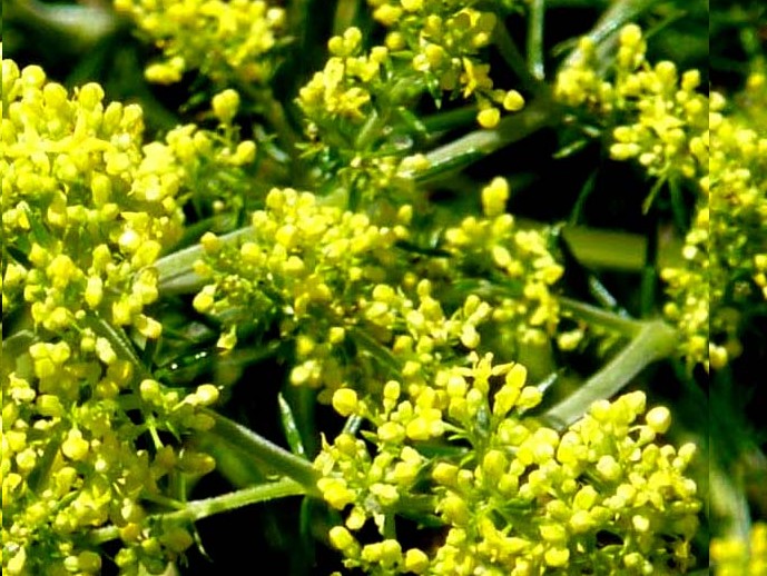 Galium verum e Medicago falcata