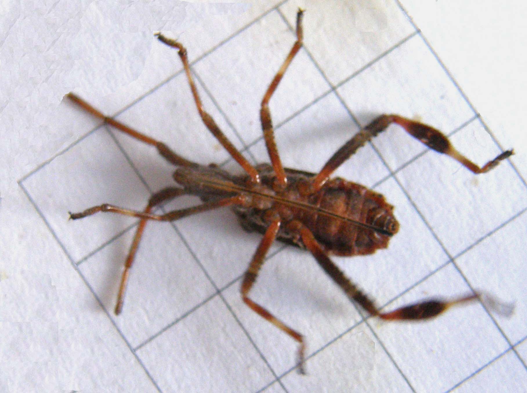 Ninfa di Leptoglossus occidentalis