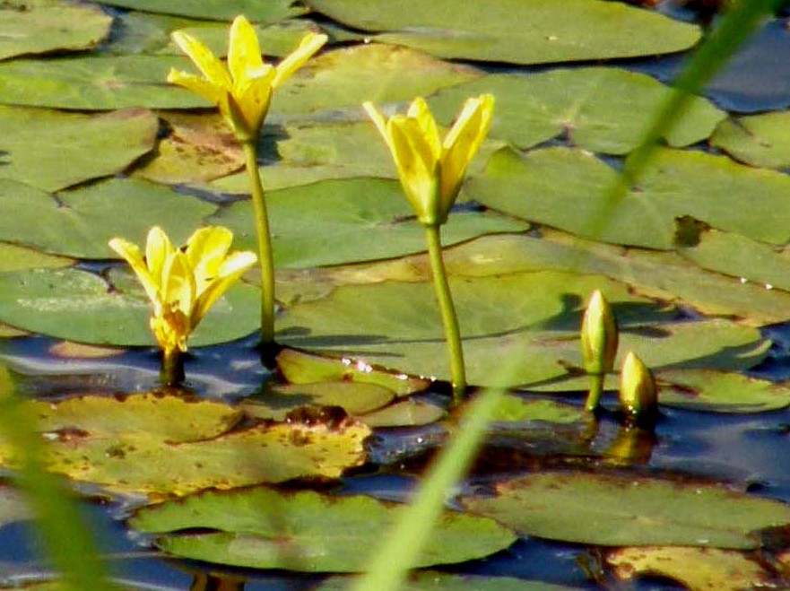 Nymphoides peltata / Limnantemio