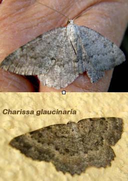 Charissa sp.  (Geometridae)