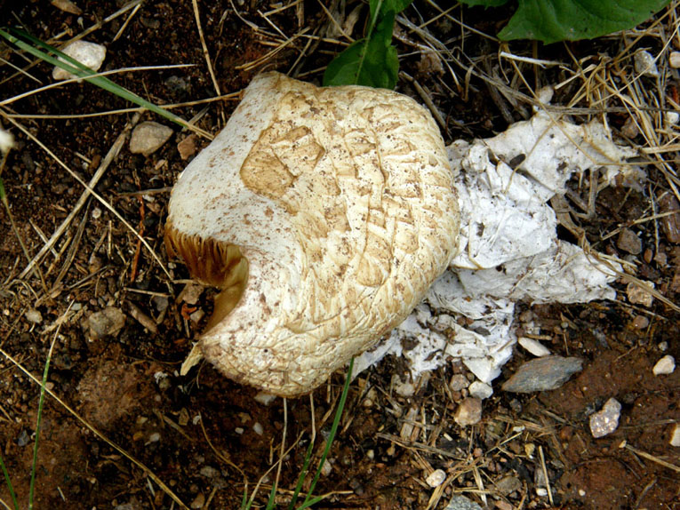 Funghi su legno - 2