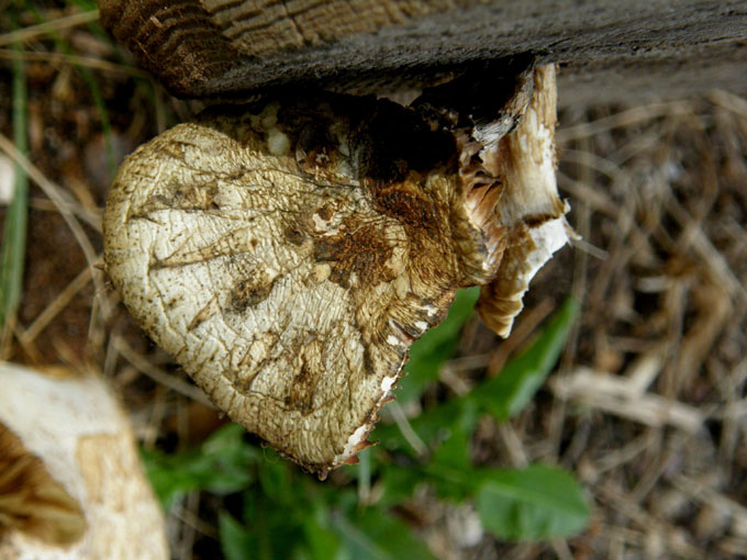 Funghi su legno - 2