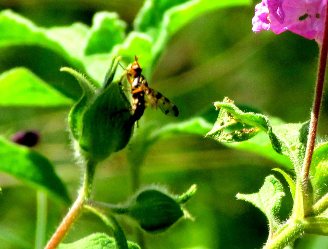 Dittero turco: Ulidiidae