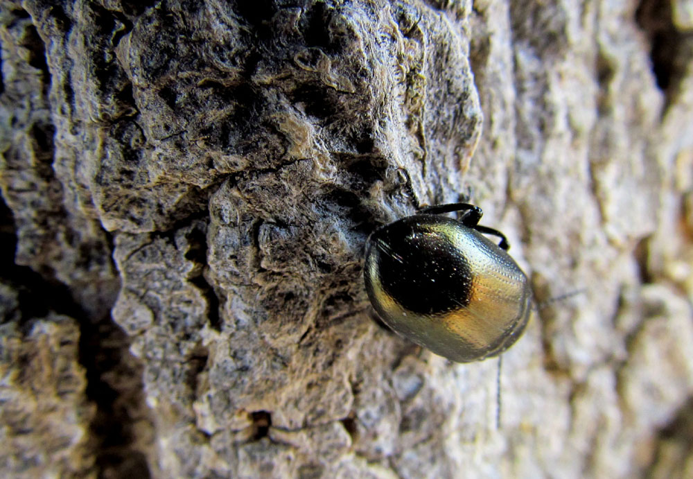 Altri coleotteri turchi