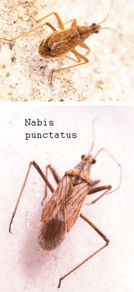 Reduviidae (?): no, Nabide  altoatesino