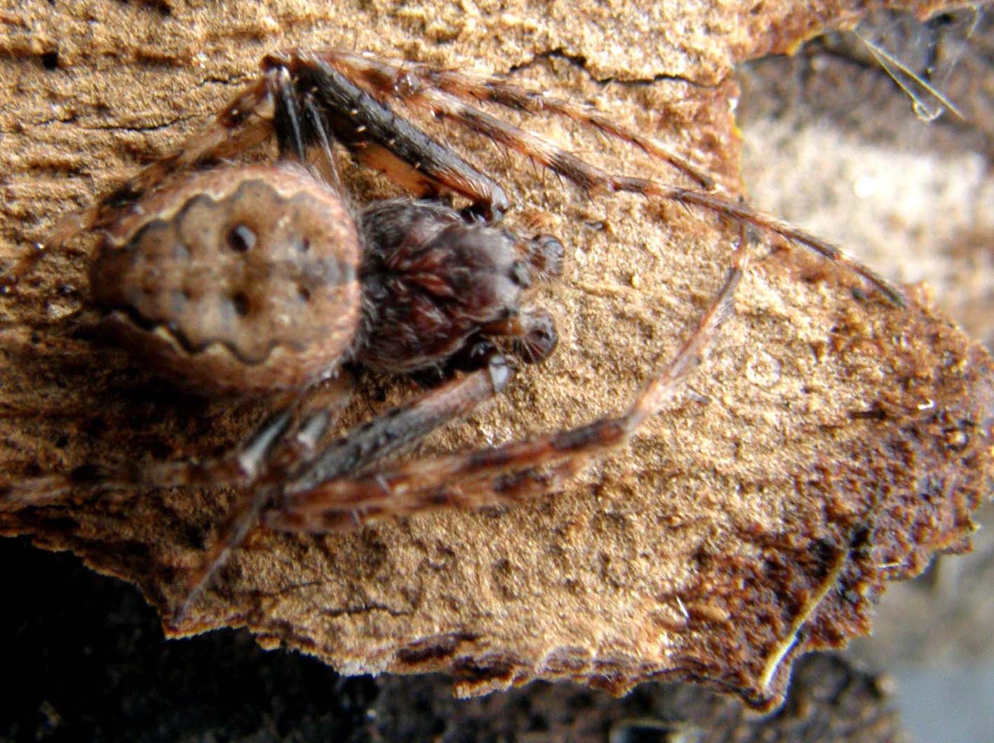 Nuctenea umbratica