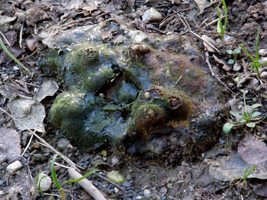 A volte ritornano... (Ganoderma resinaceum)