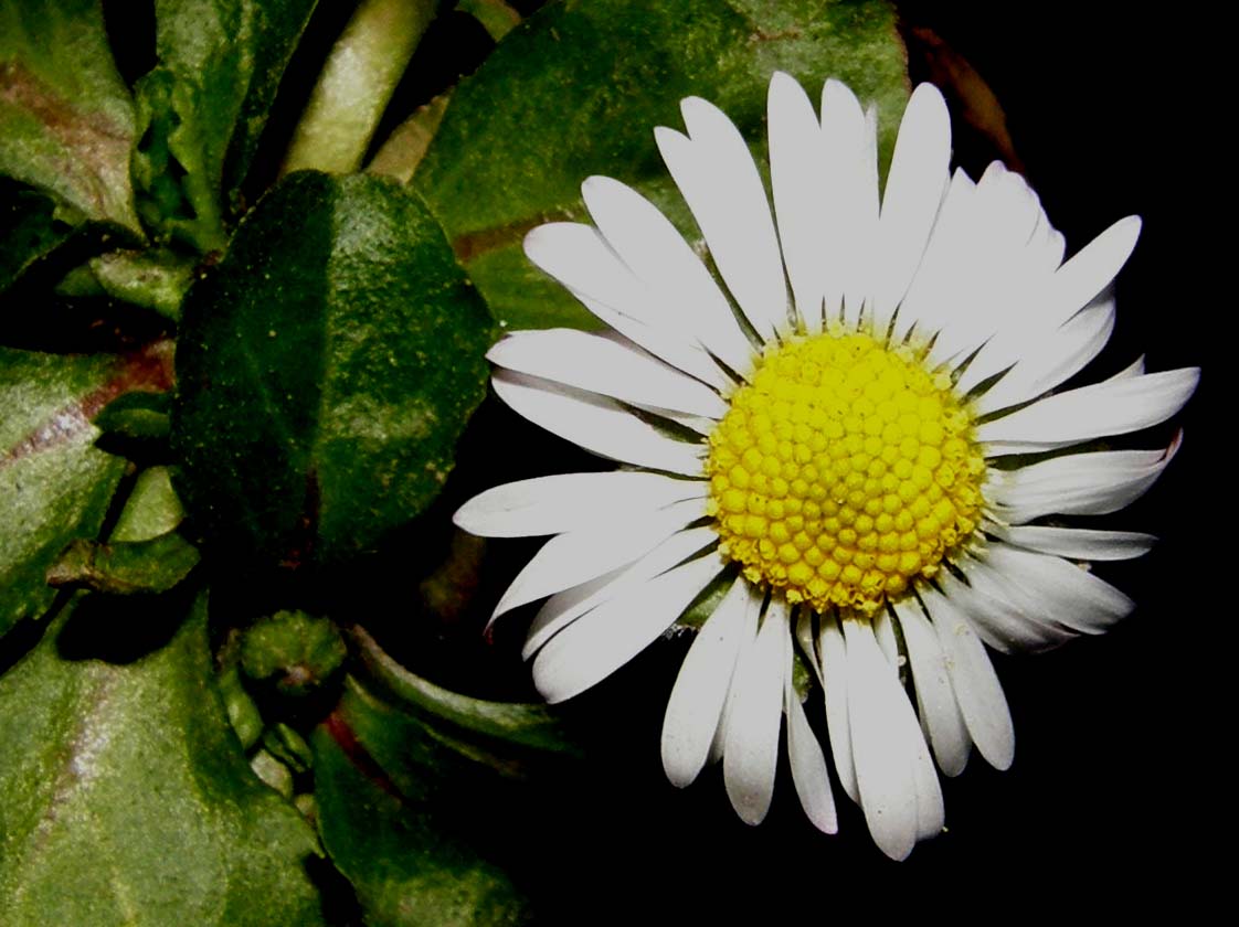 Bellis perennis e i fiori delle Asteraceae