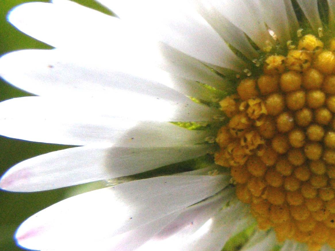 Bellis perennis e i fiori delle Asteraceae