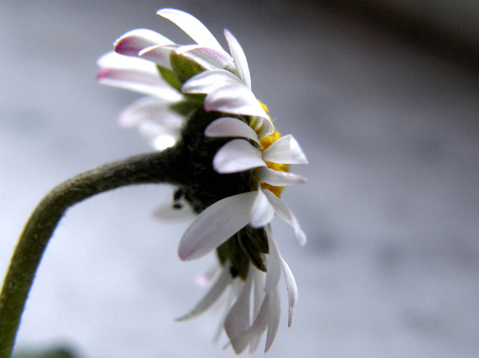 Bellis perennis e i fiori delle Asteraceae