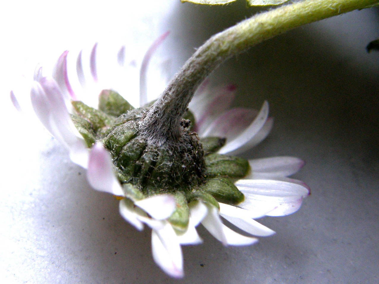 Bellis perennis e i fiori delle Asteraceae