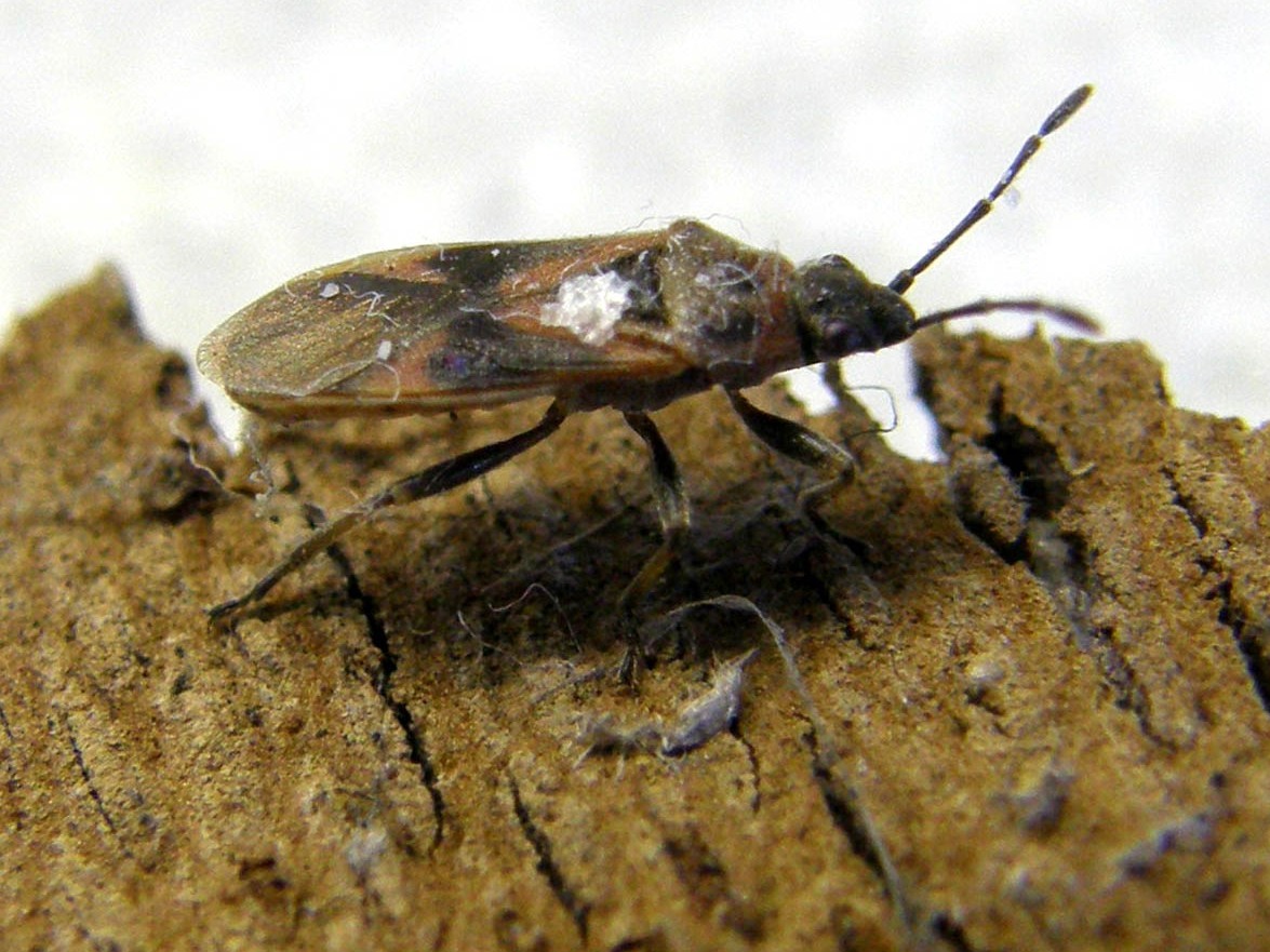 Lygaeidae: Arocatus cf. longiceps di Segrate (MI)