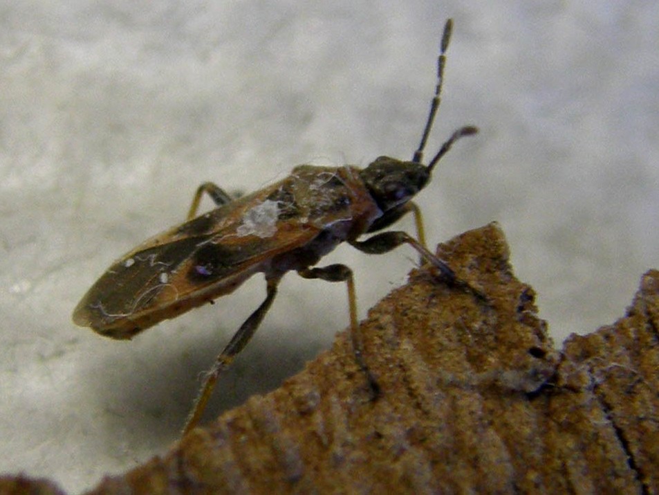 Lygaeidae: Arocatus cf. longiceps di Segrate (MI)