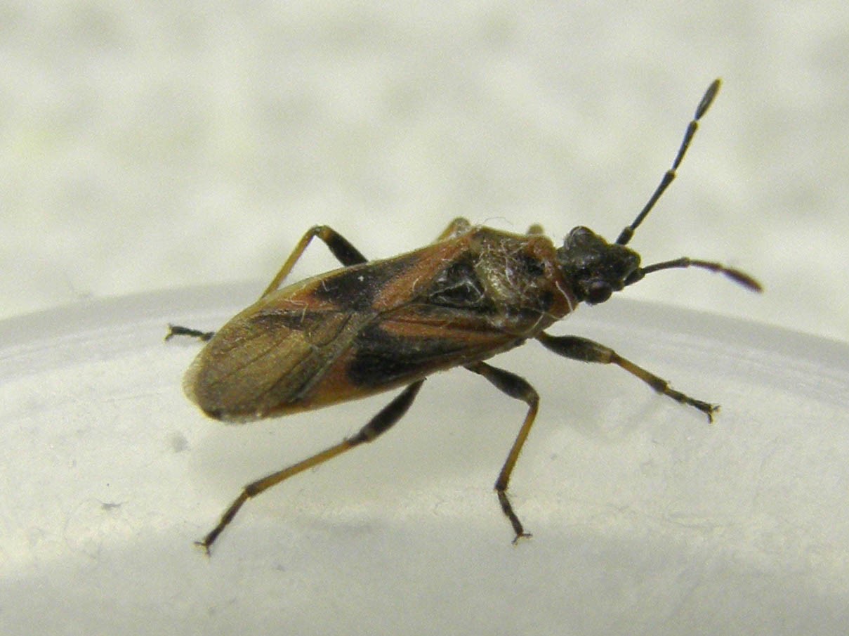 Lygaeidae: Arocatus cf. longiceps di Segrate (MI)