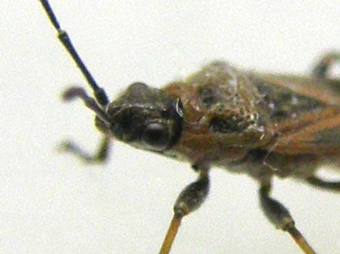 Lygaeidae: Arocatus cf. longiceps di Segrate (MI)