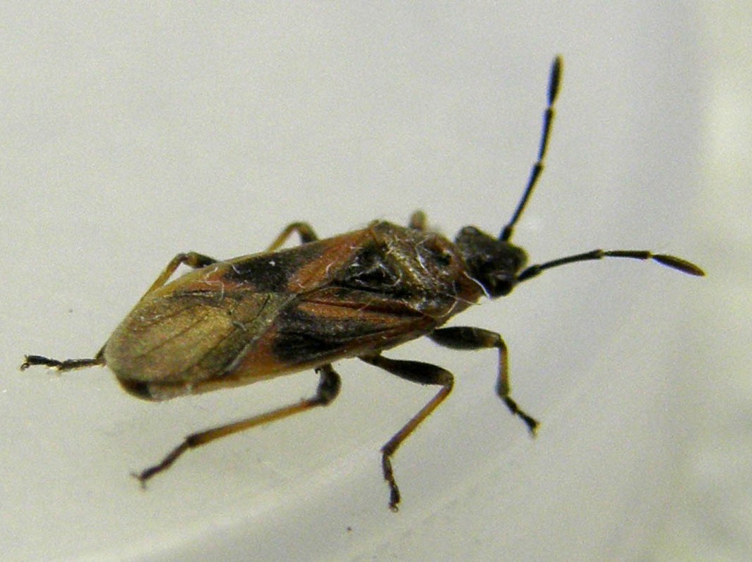 Lygaeidae: Arocatus cf. longiceps di Segrate (MI)