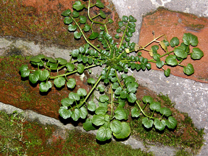 Sulle mura spagnole:  Cardamine hirsuta (Brassicaceae)