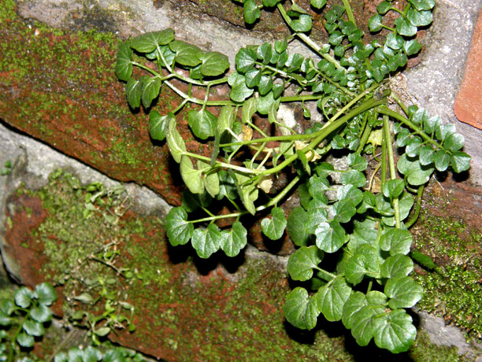 Sulle mura spagnole:  Cardamine hirsuta (Brassicaceae)