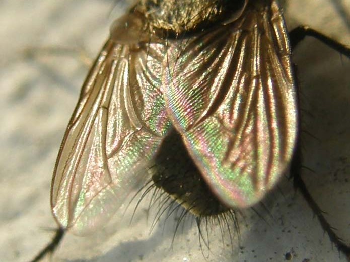 Pollenia rudis