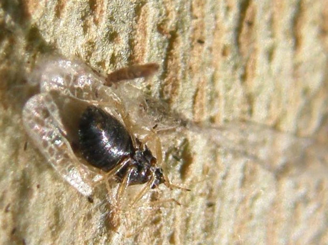 Tingidae: Corythucha ciliata in visione ventrale