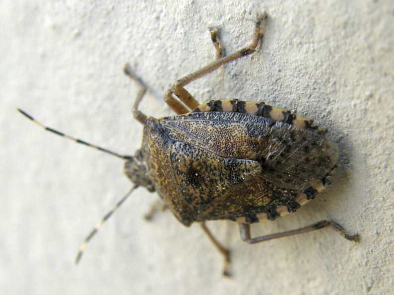 Pentatomidae: Rhaphigaster nebulosa di Milano