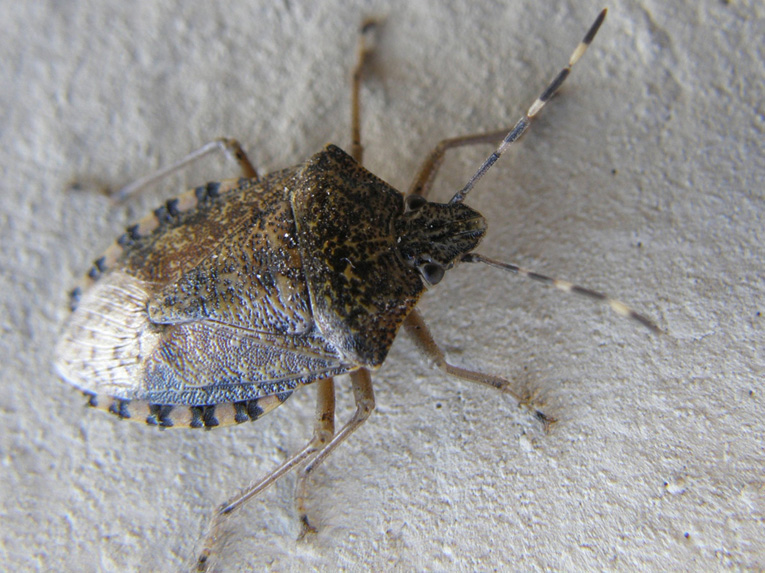 Pentatomidae: Rhaphigaster nebulosa di Milano