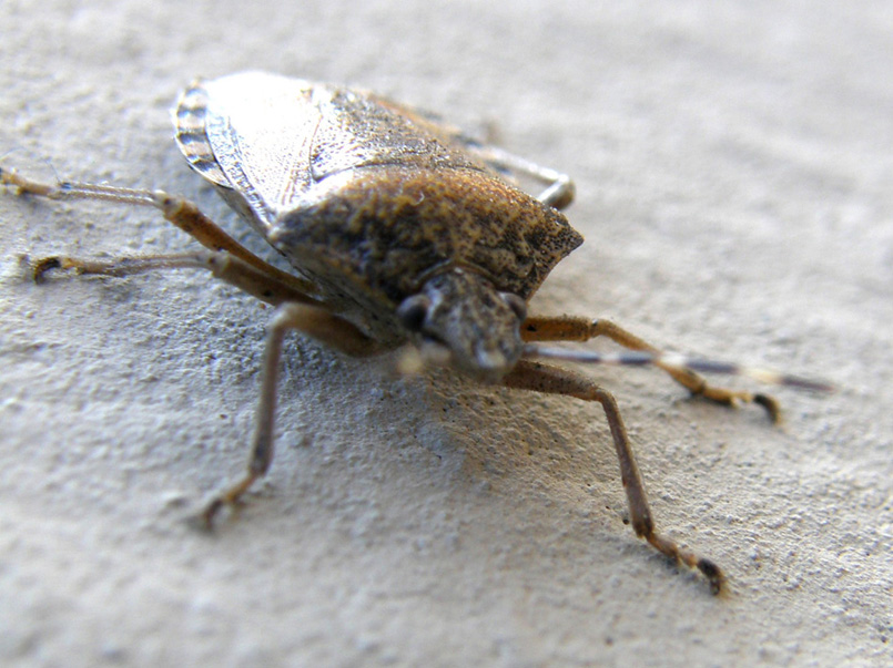 Pentatomidae: Rhaphigaster nebulosa di Milano