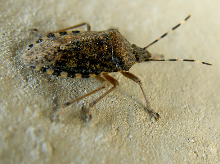 Pentatomidae: Rhaphigaster nebulosa di Milano