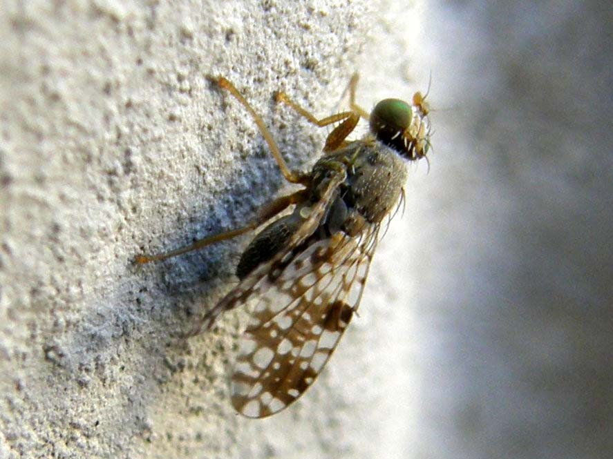 Tephritidae da identificare