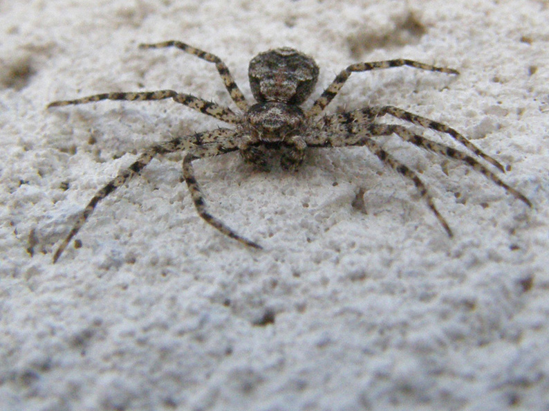 Philodromus margaritatus