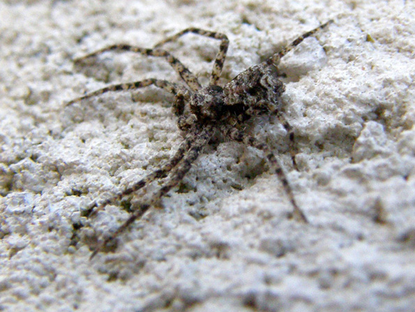 Philodromus margaritatus