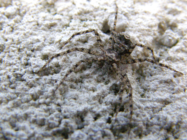 Philodromus margaritatus