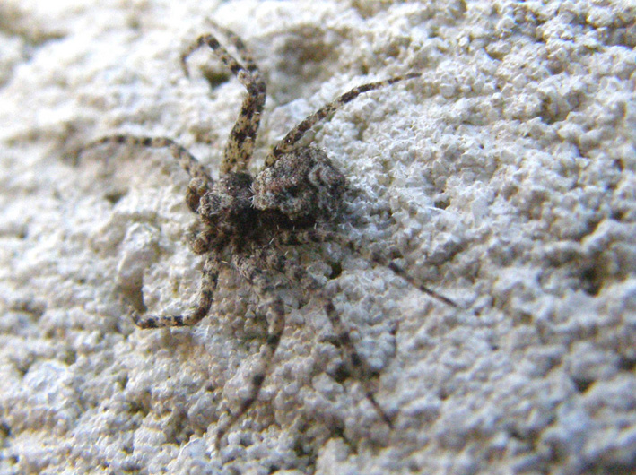 Philodromus margaritatus