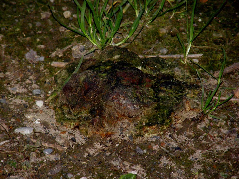 A volte ritornano... (Ganoderma resinaceum)