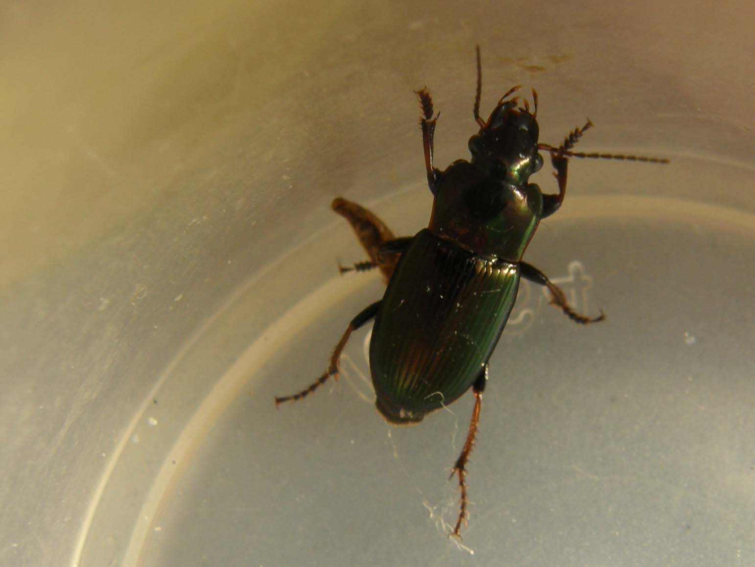 Harpalus distinguendus