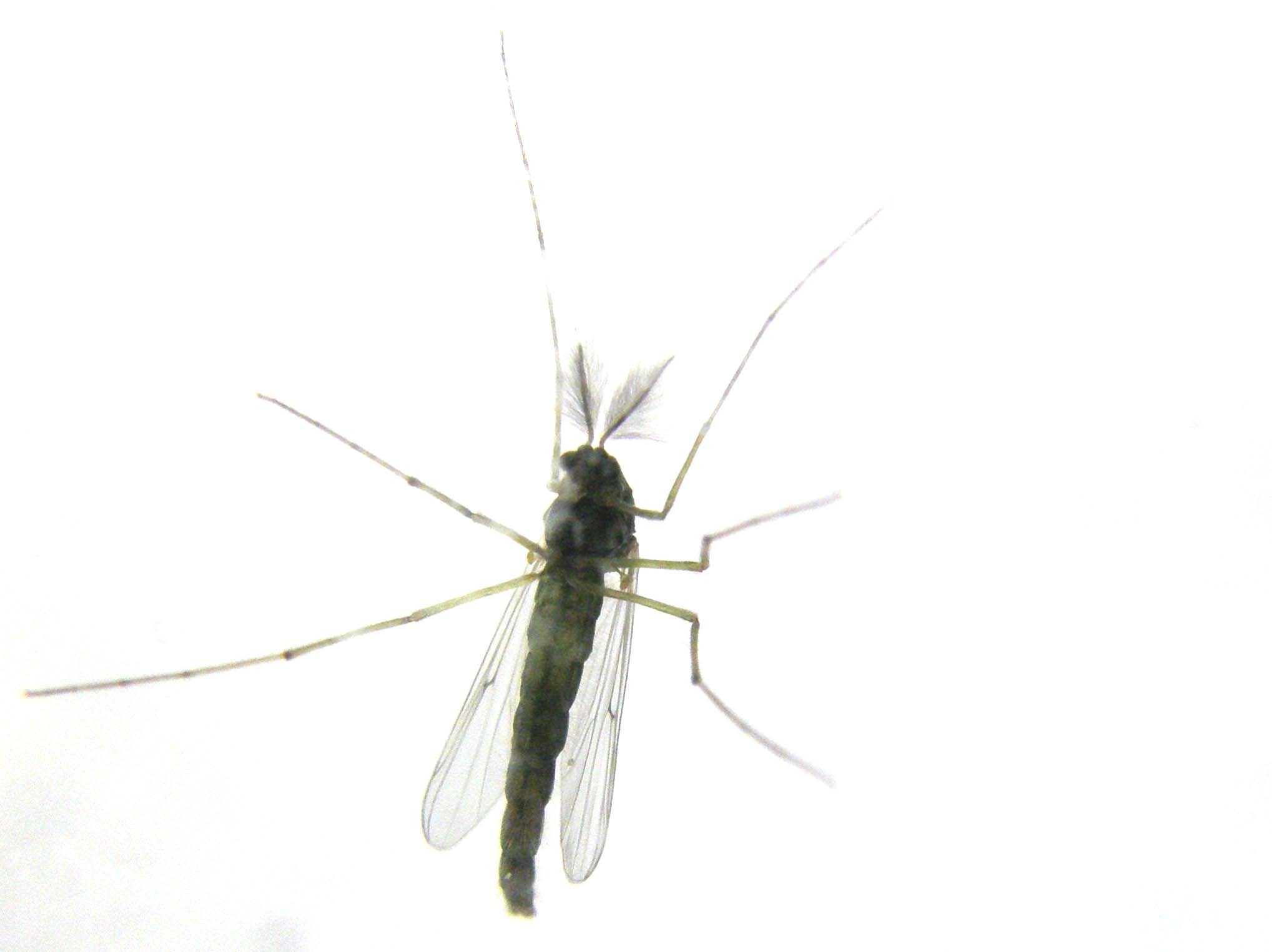 Maschio di Chironomidae