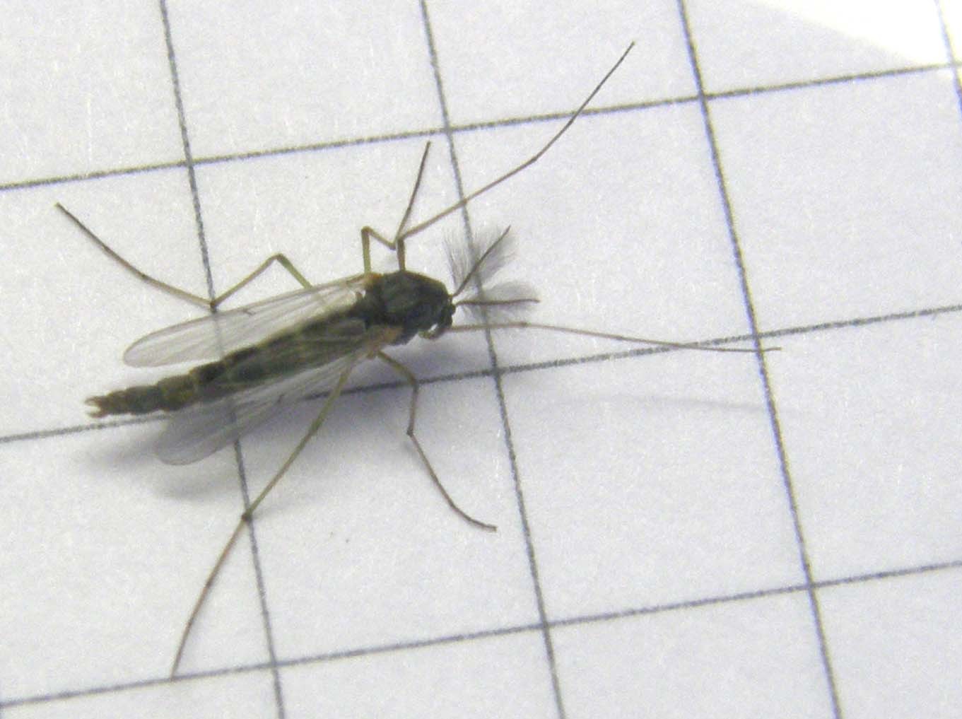 Maschio di Chironomidae