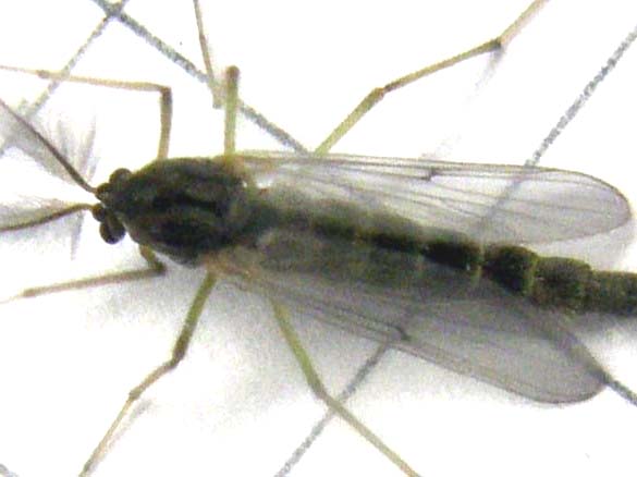 Maschio di Chironomidae