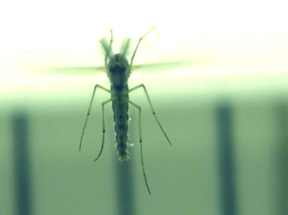 Maschio di Chironomidae