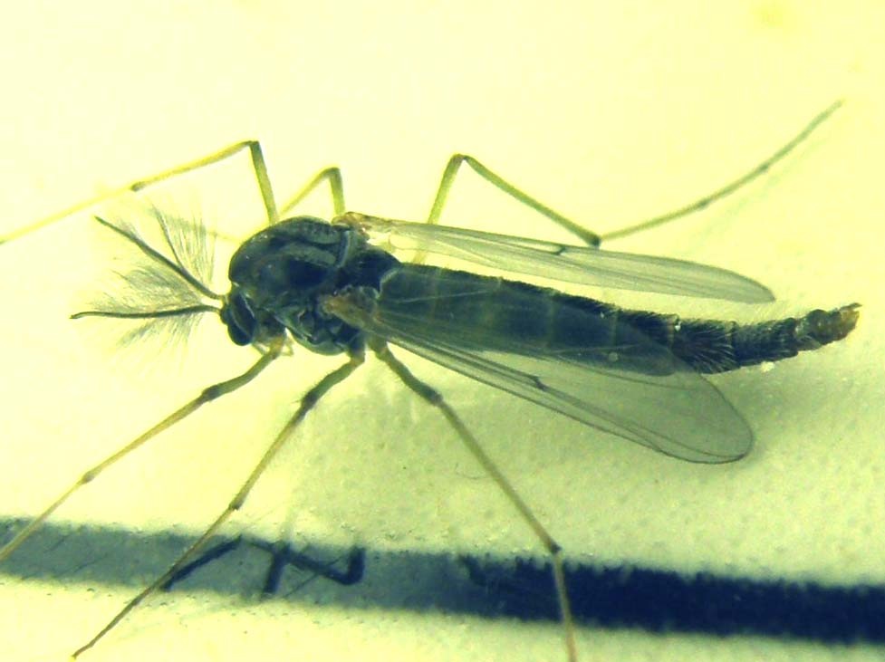 Maschio di Chironomidae