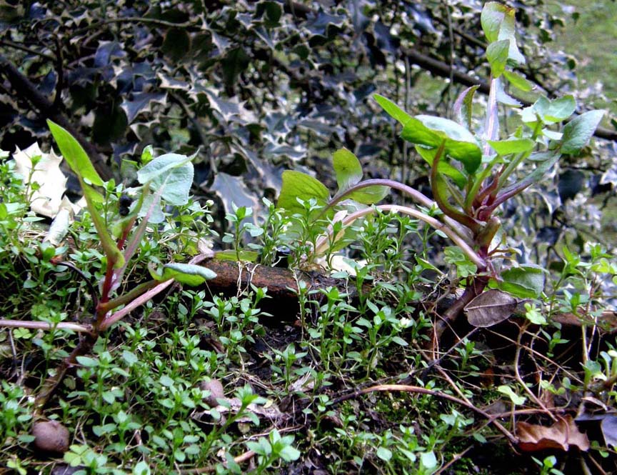 Sonchus oleraceus / Grespino comune