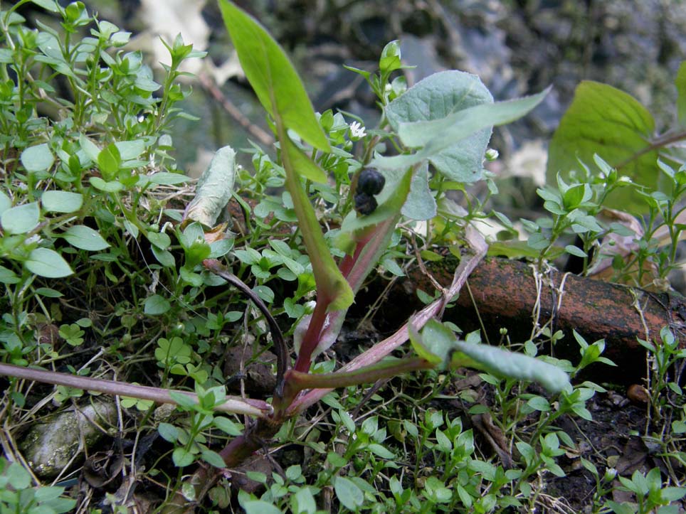 Sonchus oleraceus / Grespino comune