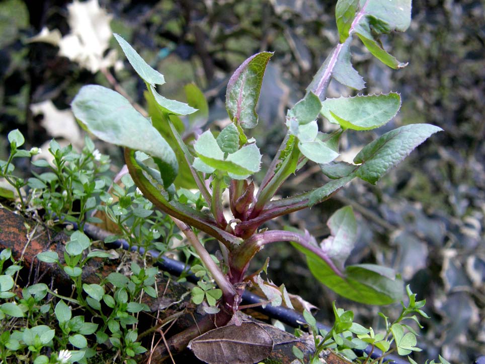 Sonchus oleraceus / Grespino comune