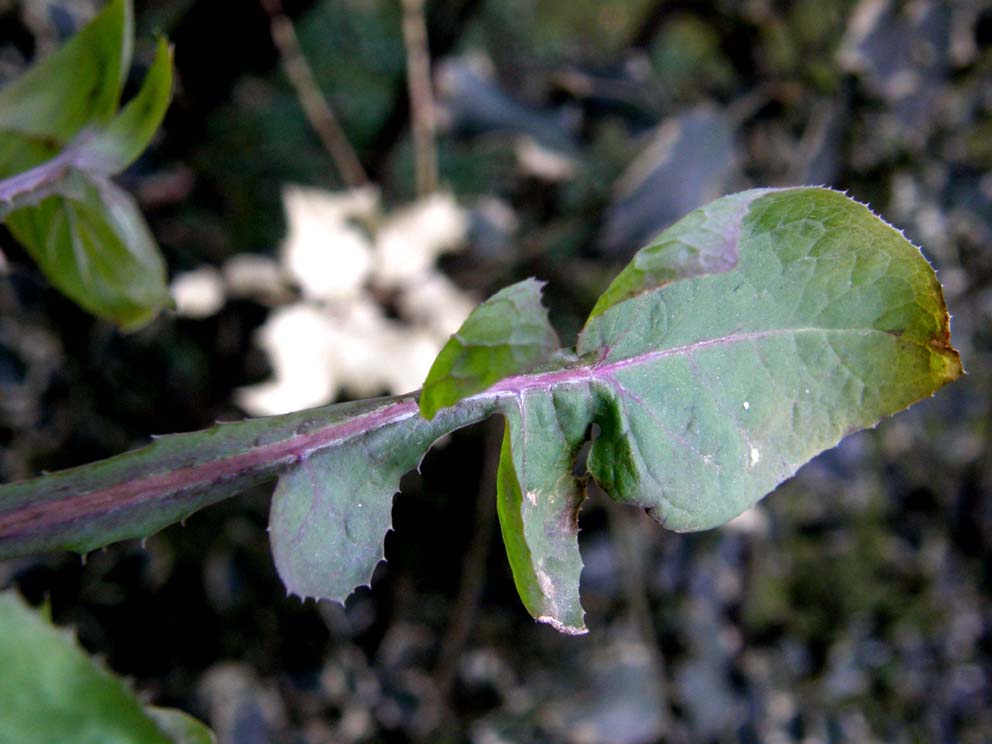 Sonchus oleraceus / Grespino comune